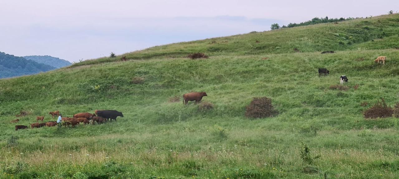 Casuta Cu Bine Villa Valea Lunga-Ogrea Buitenkant foto